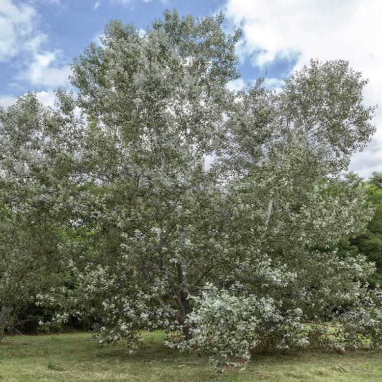 Topoľ biely (Populus alba) ´NIVEA´ - výška 100-120 cm, kont. C3L